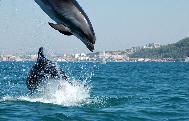 Dauphins à Sado