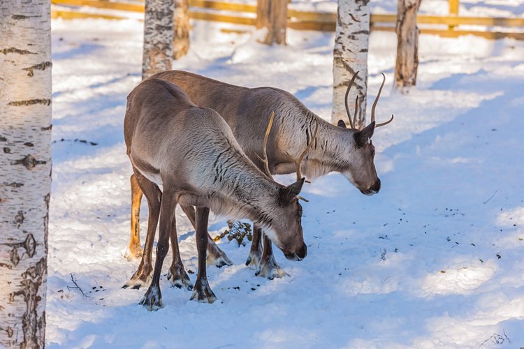 Visiter la maison du père Noël à Rovaniemi 3