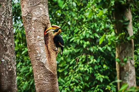 Parc national de Khao Yai