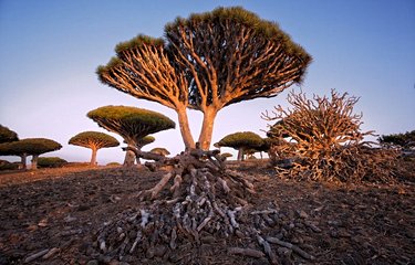 Le Dragonnier de Socotra