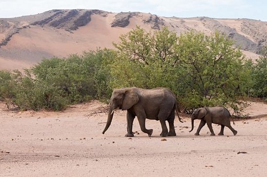 Partir à la recherche des éléphants du désert 