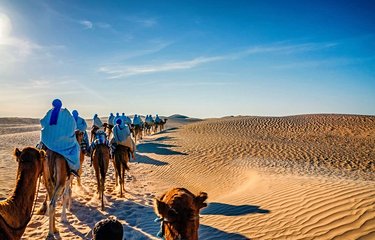 Balade à chameaux dans le Sahara 