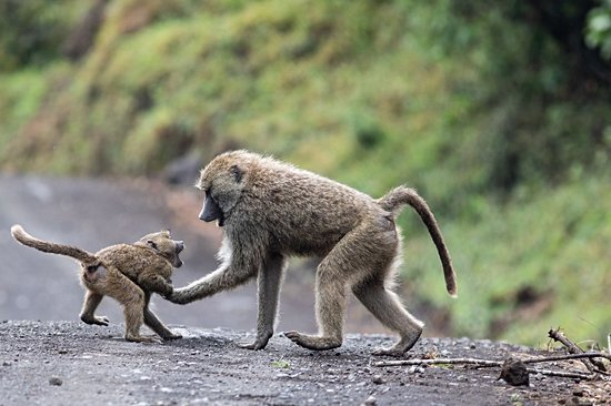 Parc national d'Arusha