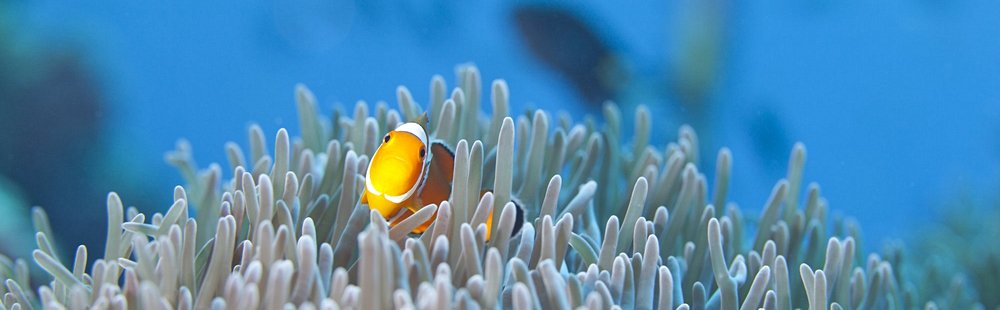 Explorer les fonds marins des îles Similan