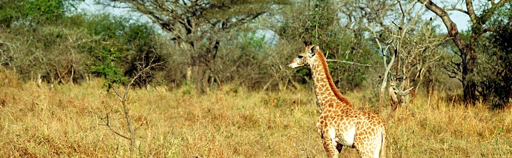 Mkhaya Game Reserve