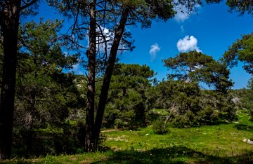 Vallée des Cèdres