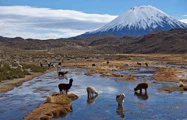 Le parc national Lauca 
