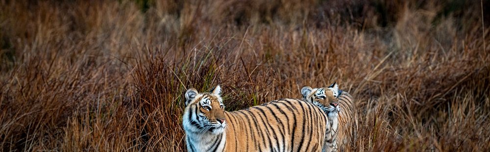 Parc national Jim Corbett