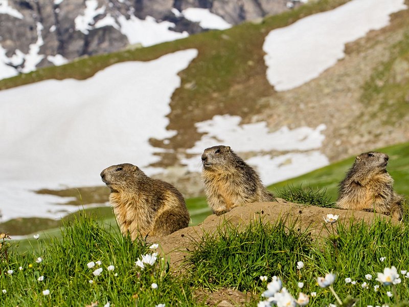 Parc national du Grand-Paradis