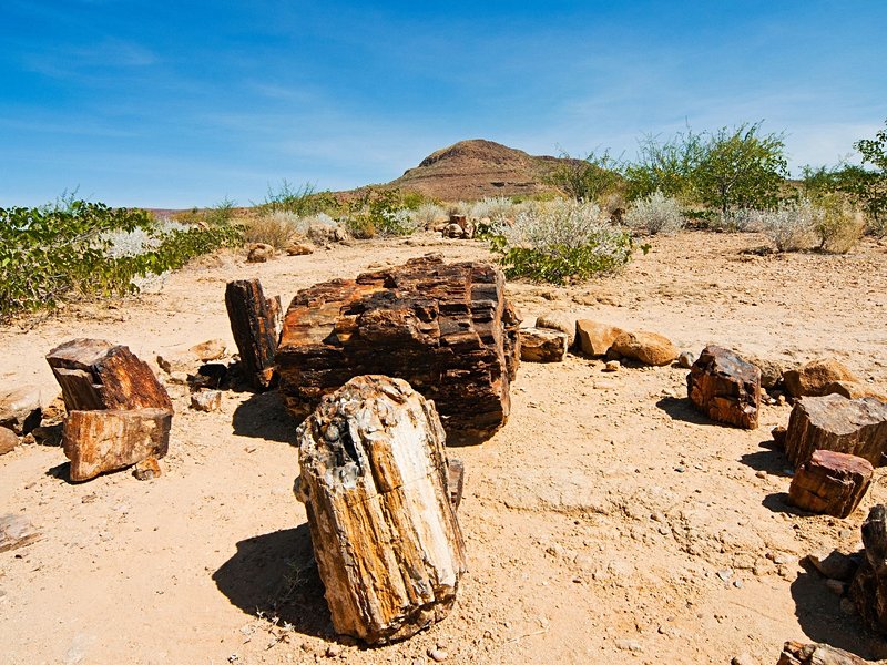 Petrified Forest