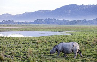 Le parc national de Kaziranga