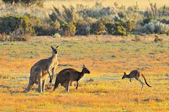 Parc national de Coorong