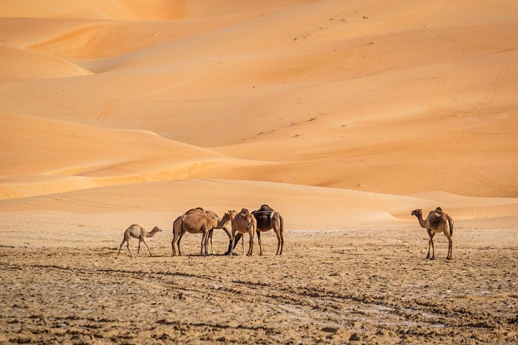 Le désert de Liwa 3