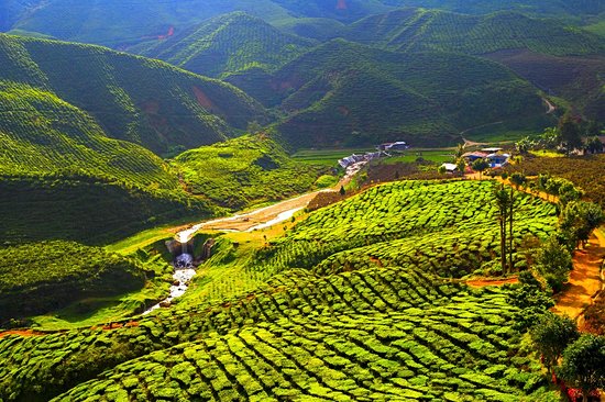 Les Cameron Highlands