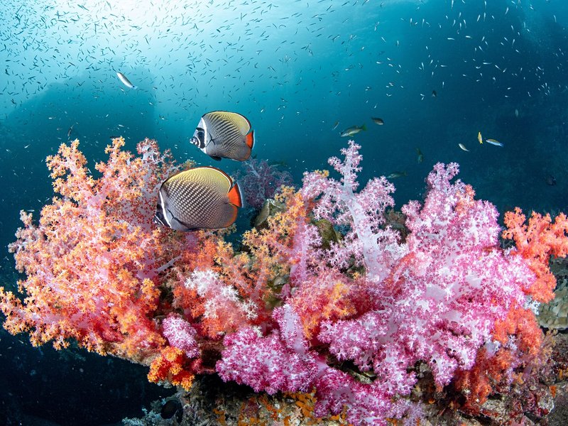 Faire de la plongée aux îles Hin Daeng et Hin Muang