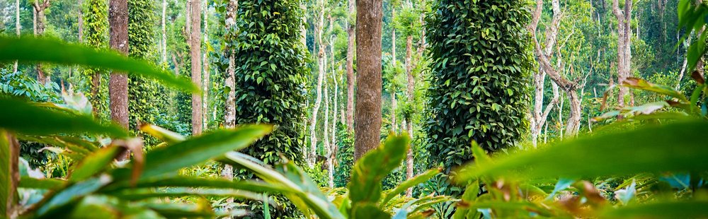 Les jardins d'épices