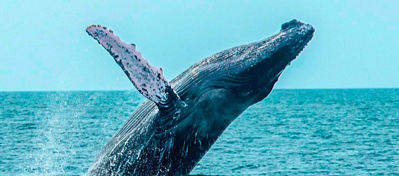 Observation des baleines et de leur baleineau dans le Pacifique