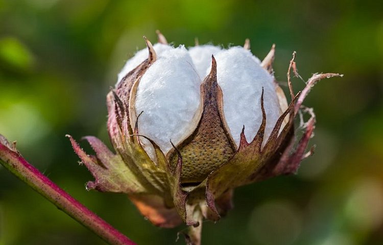 Culture de coton