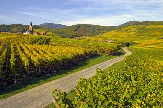 La route des vins
