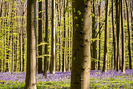 Bois de Hal