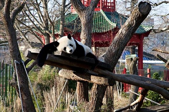 Emmener ses enfants au zoo de Berlin