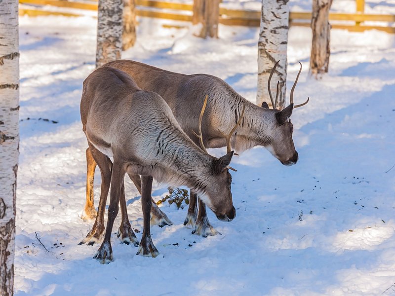 Rovaniemi