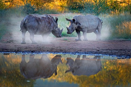 Réserve de Pilanesberg