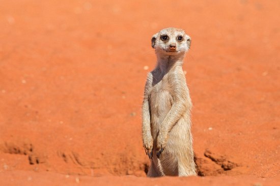 Le Kalahari