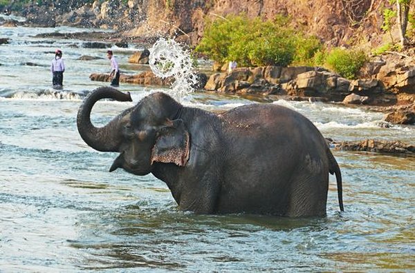 Contempler les éléphants dans des centres de conservation