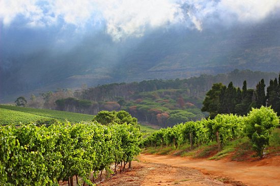 La route des Vins du Cap