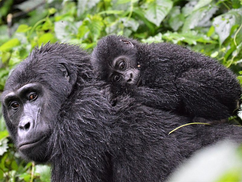 Parc de Bwindi