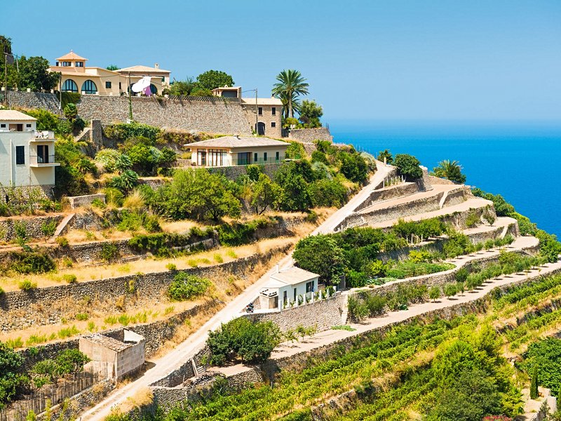 Le vignoble de Banyalbufar