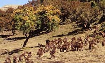 Parc national de Yangudi Rassa