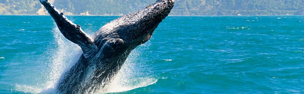 Kaikoura