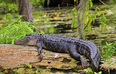 Alligators dans les Everglades