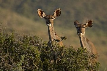 Parc national du Karoo