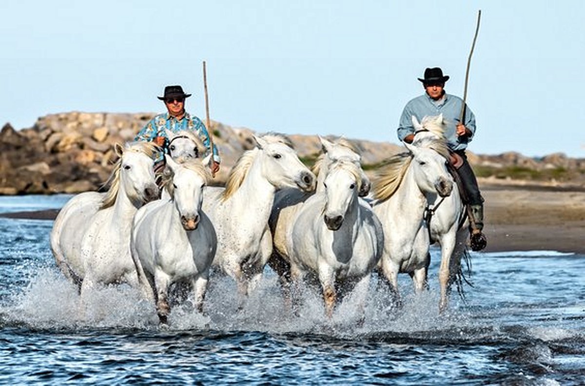 S’évader en Camargue