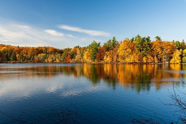 Forêt d'érables - Québec 3
