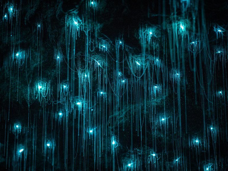 Caves de Waitomo