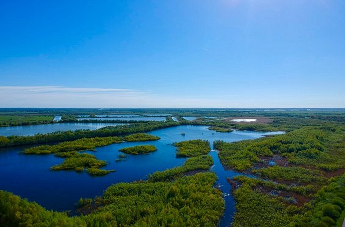 Observer les oiseaux dans le delta du Niémen