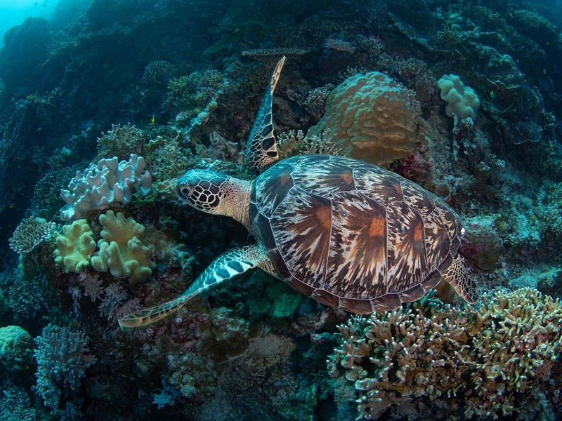Wakatobi