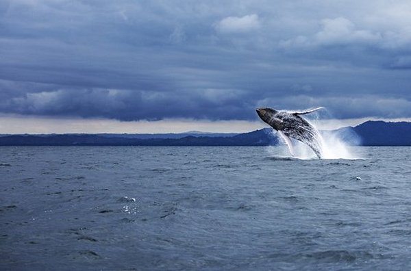 Admirer les baleines à bosse et le parc de Los Haitises