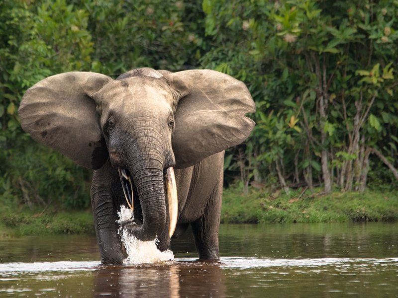 Le Parc national de Nouabalé Ndoki