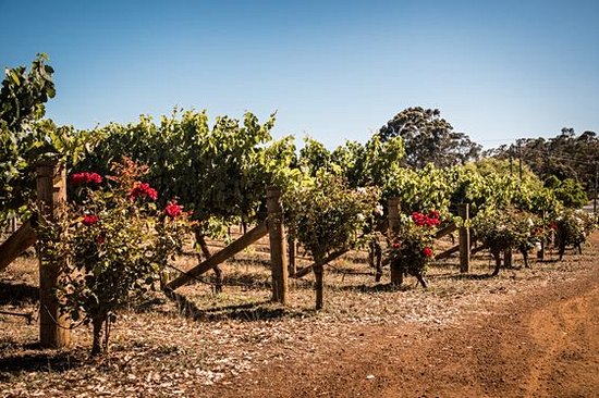 Déguster les vins australiens