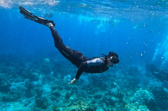 Plongée sous marine dans un aquarium naturel à ciel ouvert à la Réserve Cousteau