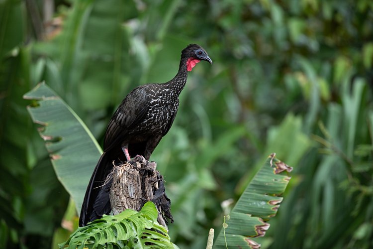 Pava Crestada