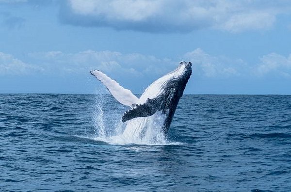 Observer les baleines à bosse