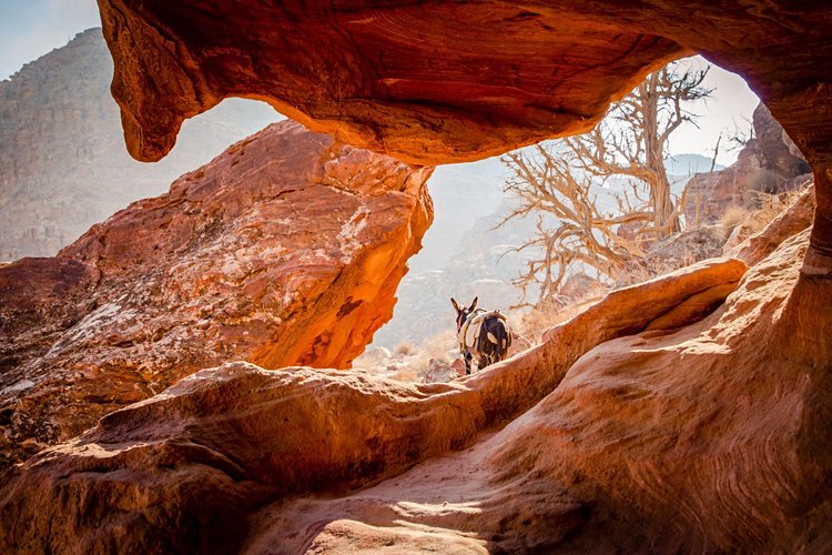 Les randonnées pédestres dans le Wadi Rum
