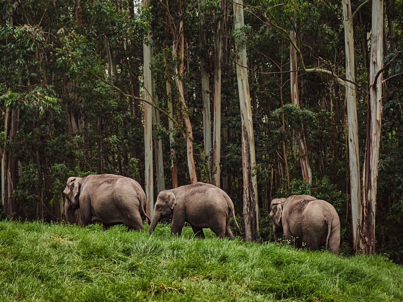Parc national de Periyar