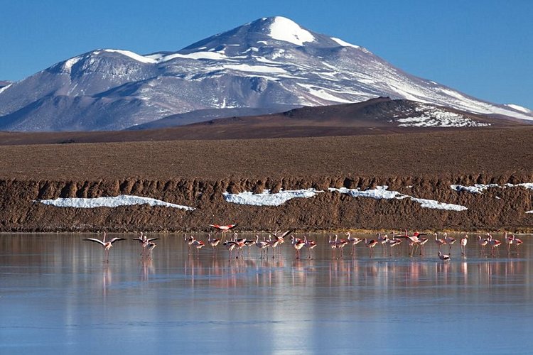 La réserve naturelle de Laguna Brava